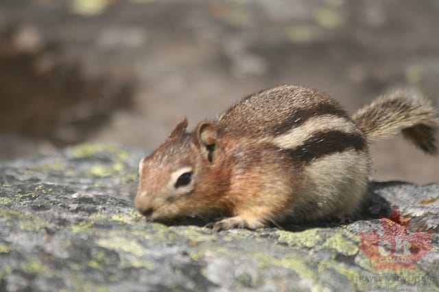 Lake-Squirrel20090716_02.jpg