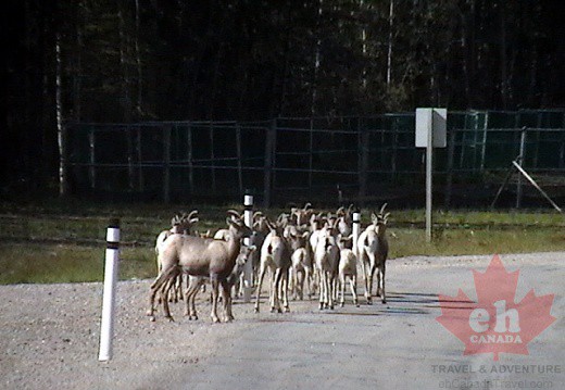 野生動物公路