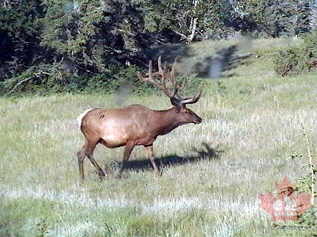 jasper_park_elk_1907_0001.JPG