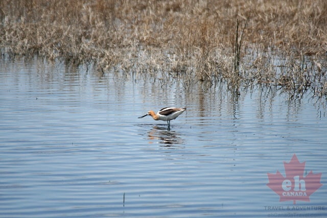 birds20090626_56012.jpg