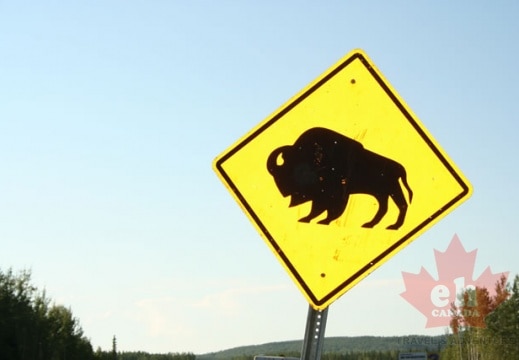 Beware of Bison