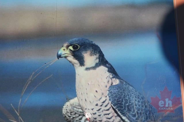 peregrine-falcon.jpg