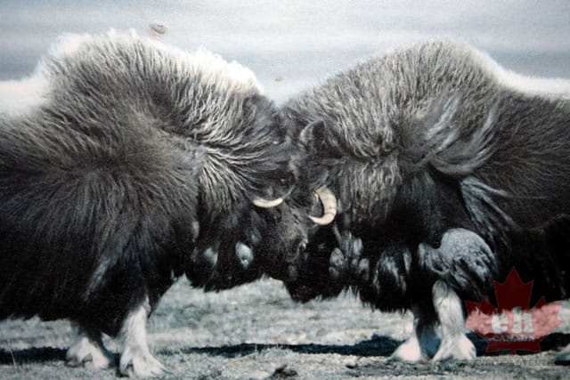 muskox.jpg