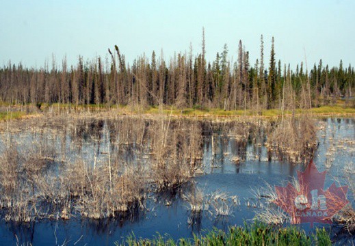 Marsh-like Shores