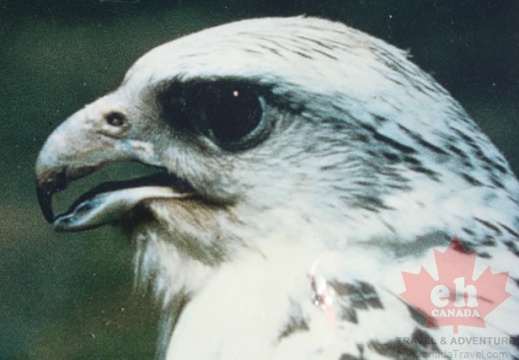 gyrfalcon