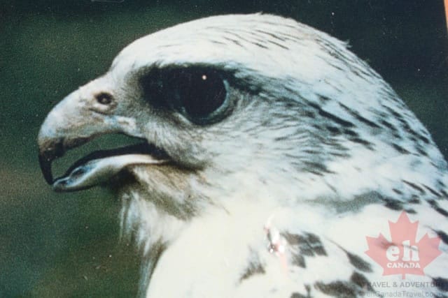 gyrfalcon.jpg