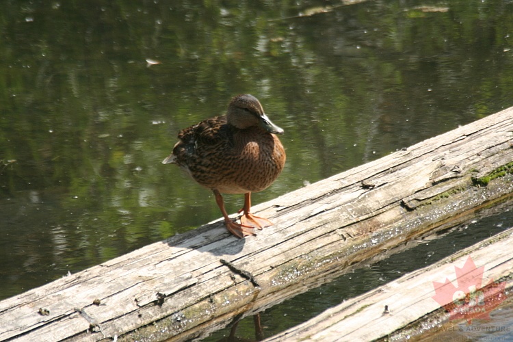 birds20090630_770001.jpg