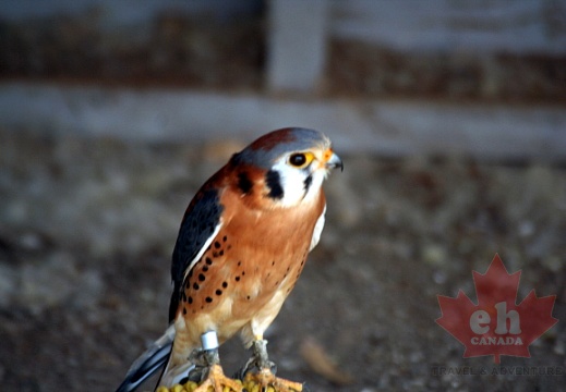 Kestral