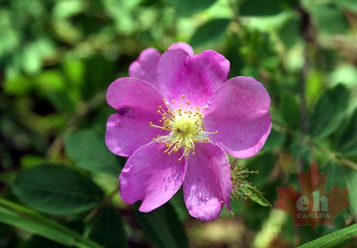 花小紅河上