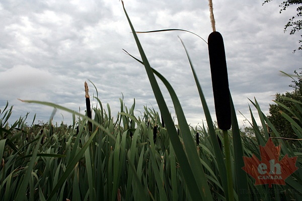 path-cat-tails20090803_470001.JPG