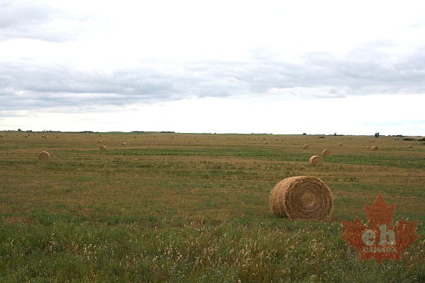 hay-fields20090803_190001.JPG