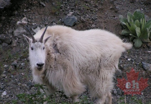 豐澤野生動物