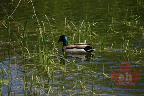 Mallard Duck