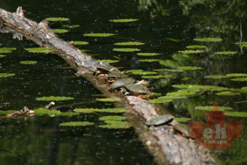 Painted Turtles