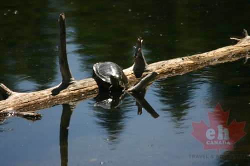 Painted Turtles