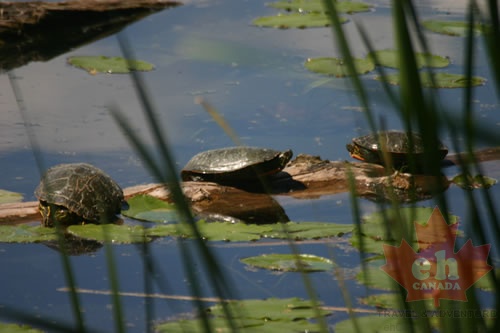 Painted Turtles