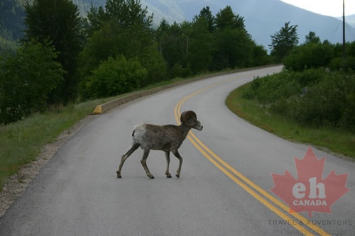 Bighorn Sheep near Castlegar