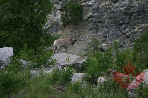 Bighorn Sheep near Castlegar