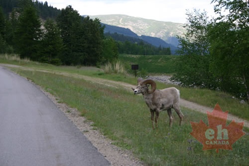 Bighorn Sheep near Castlegar