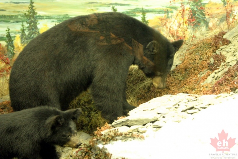 Black-Bear002.jpg