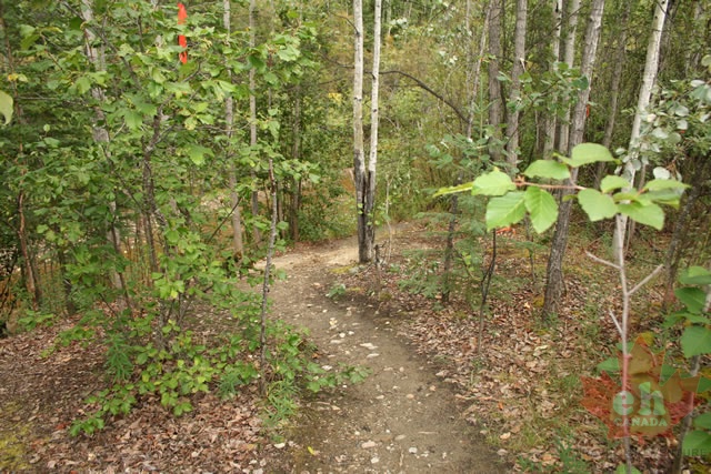 trail.jpg