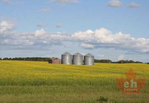 canola-fields-41