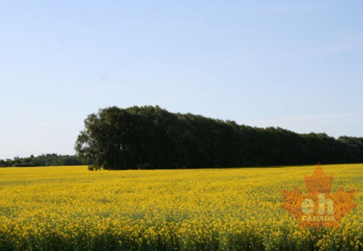 canola-fields-53