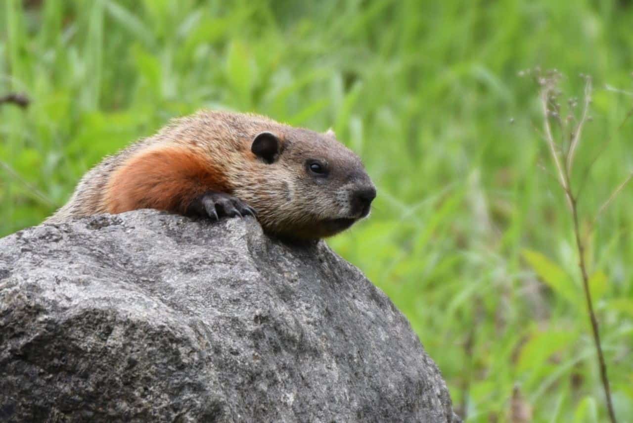 野生動物看到這樣的土撥鼠使反式的La Montagnarde部分加拿大魁北克最好的路徑之一