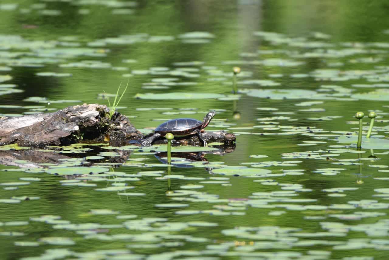 觀鳥和野生動物觀賞機會沿著Cataraqui kp)軌跡讓他們反式的前部分加拿大安大略省