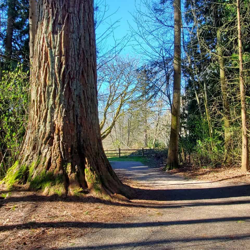 薩裏BC加拿大是紅杉公園的位置,一個很棒的混合物的成熟樹木繁茂的土地和開放的區域。