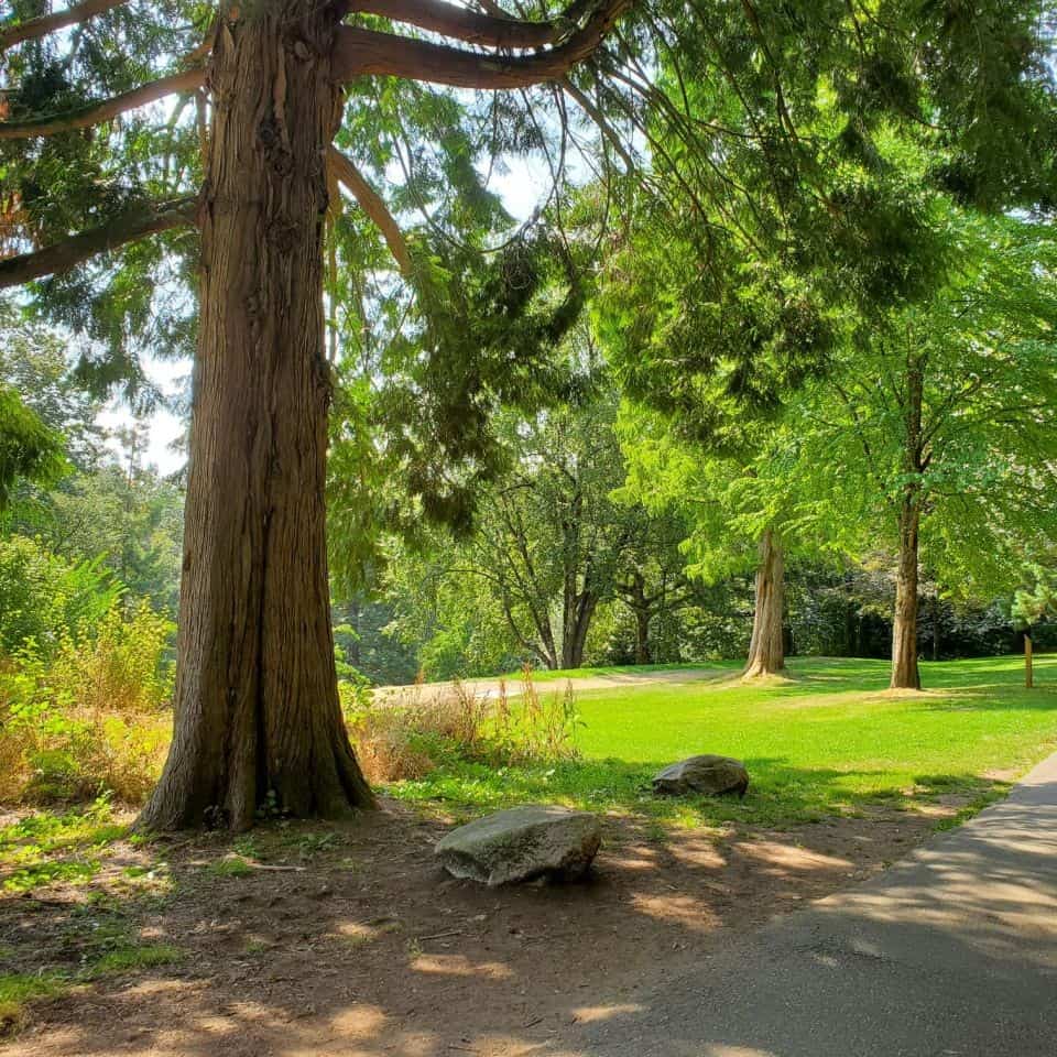 壯觀的自然在薩裏郡不列顛哥倫比亞省紅杉公園展出。開放空間和林區都可用。