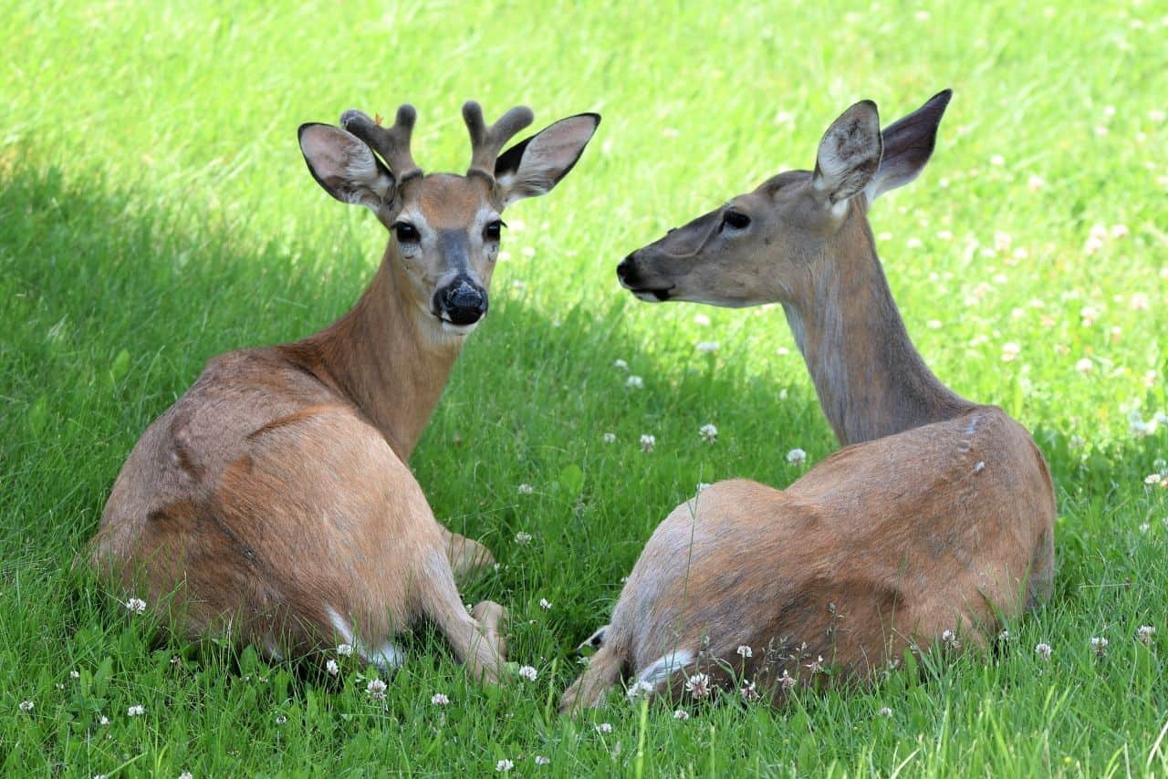 看來城市野生動物,如白尾鹿雖然徒步旅行,騎自行車,跑步,或者步行反式的溫尼伯城部分加拿大馬尼托巴省的小道。