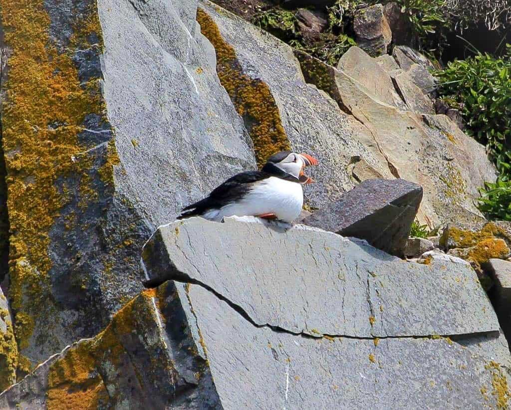 海雀鳥類、野生動物和賞鯨在加拿大紐芬蘭和拉布拉多