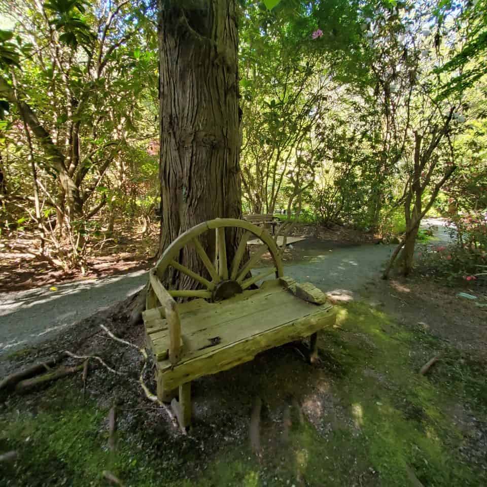 和平的環境在成熟的樹木。當你步行或漫步穿過公園時,你可能想要坐下來吸收平靜。