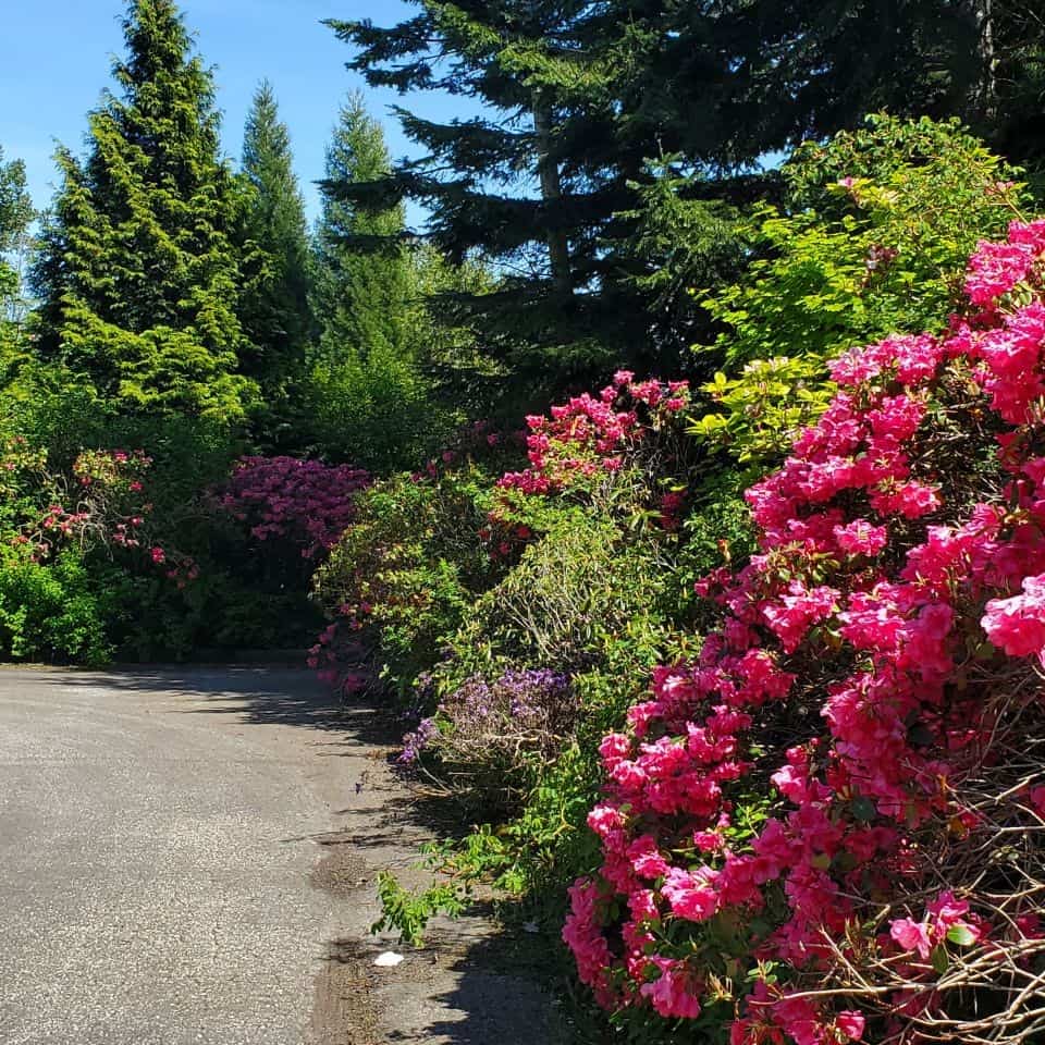 寬敞的停車場在薩裏郡飛鏢山花園公園加拿大不列顛哥倫比亞省。超過7英畝的小路漫步。杜鵑和杜鵑花盛開。把你的相機。