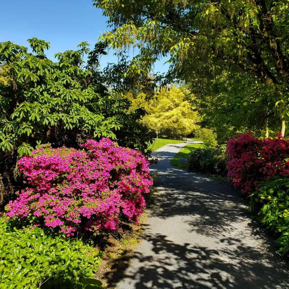 良好的行走路徑探索飛鏢山花園公園。成熟的樹木。鳥在樹上。每個顏色的花朵。