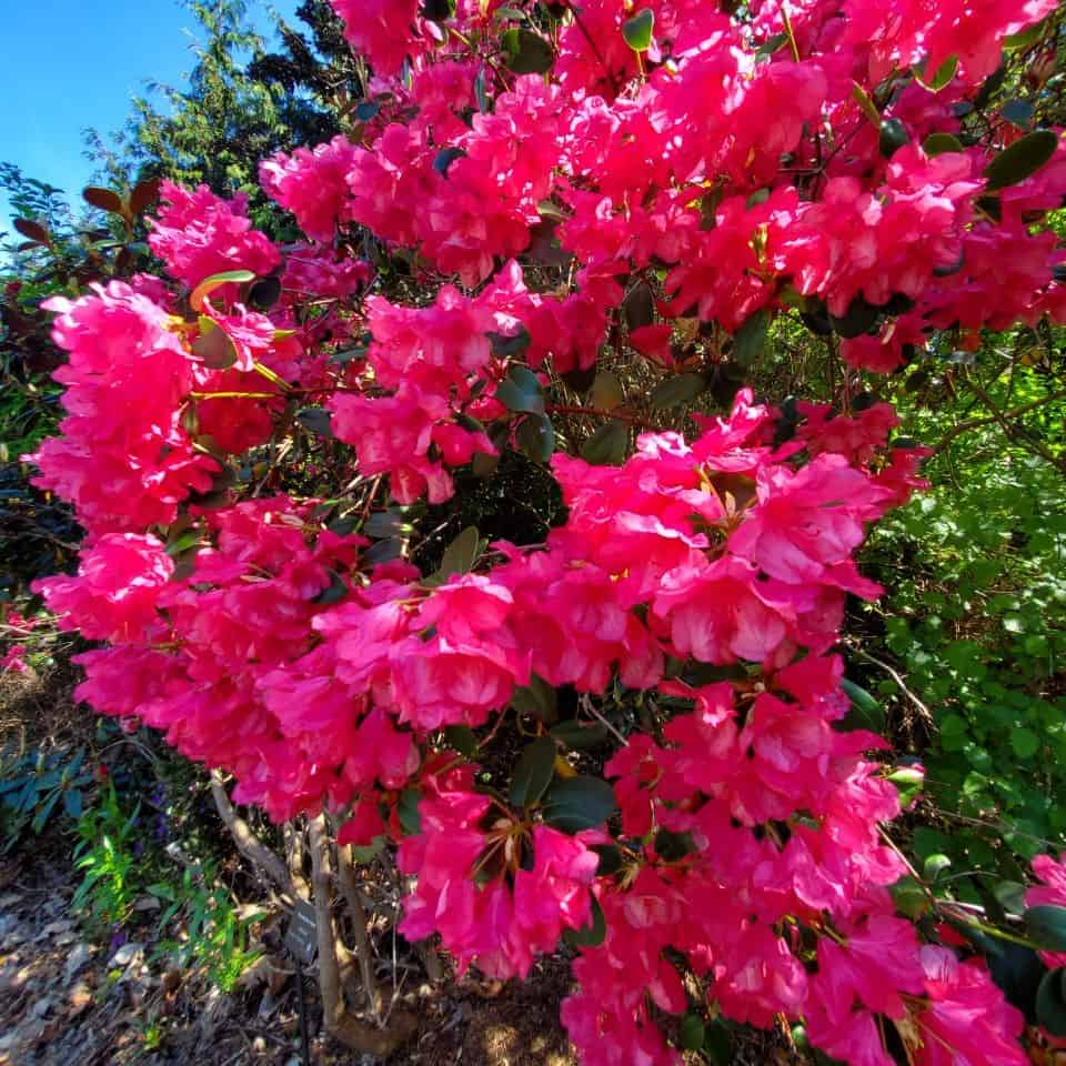 成熟的杜鵑線途徑在這南薩裏公園。簡單的散步小徑邀請個人和家庭探索部分樹木繁茂的七英畝。