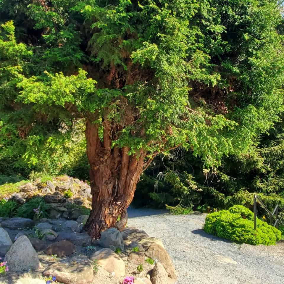 人行道,邀請參觀者繼續。探索花園和注意到不同種類的樹木和植物。