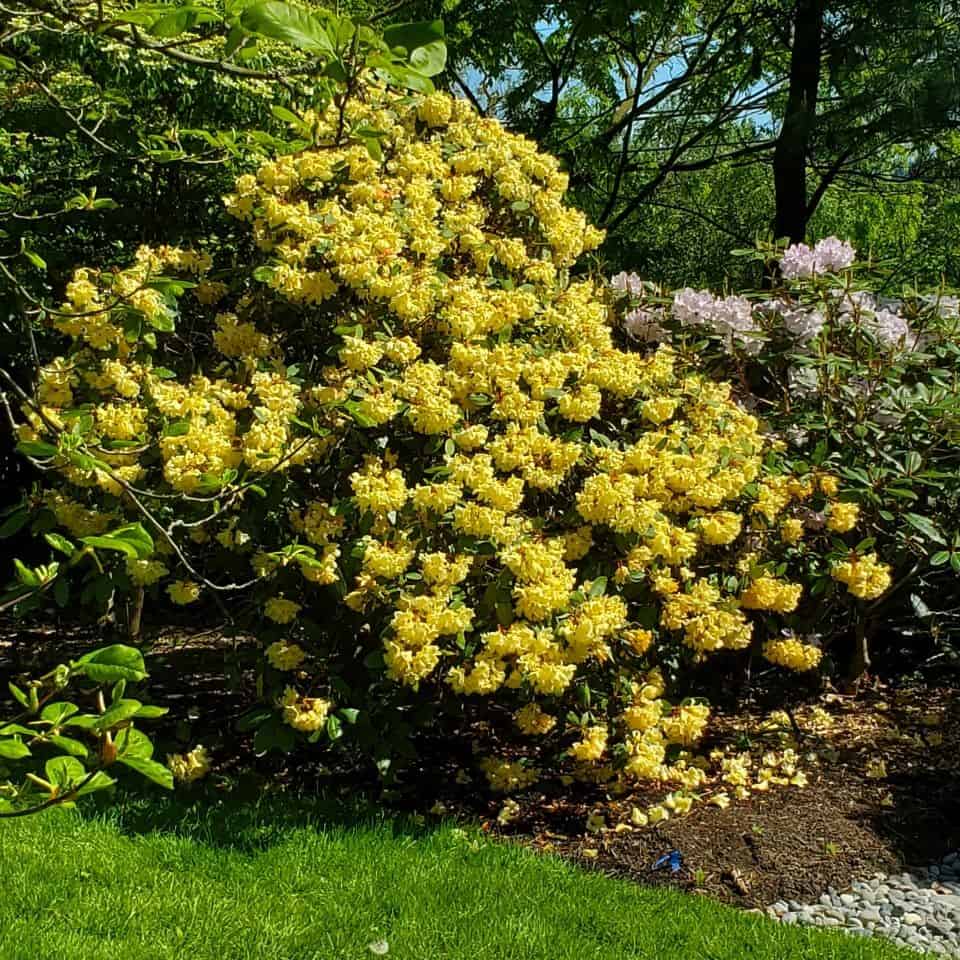 可以找到一組成熟的杜鵑花和杜鵑花在山坡上花園在飛鏢山隻是一個小時從溫哥華不列顛哥倫比亞省。