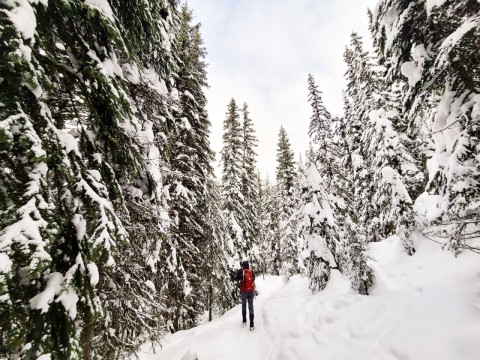 你的終極指南穿著雪鞋走在公元前弗農