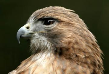 Bird-park-Red_Tail_Hawk