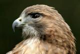 Bird-park-Red_Tail_Hawk