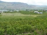 osoyoos_20050513_canal_walkway_ -_view_of_orchards