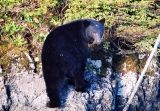 bear-gwaii-haanas