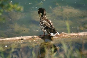 birds20090630_55