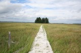 trail-boardwalk-warbler-trail20100809_11