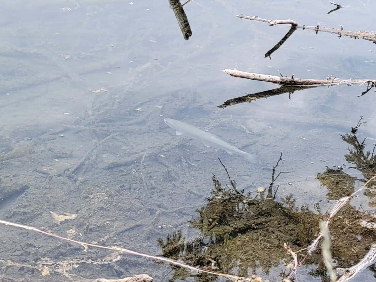 彩虹鱒魚是弓河穀發現在Lorette池塘山省立公園。