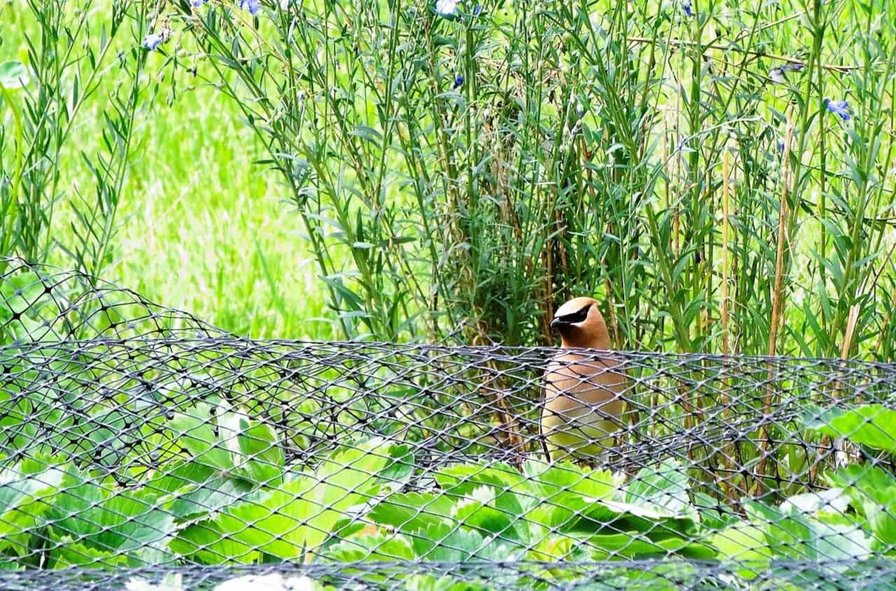 禽流感在梅裏特觀鳥,公元前2023-03-04——這些交際沒有領土的小鳥在大群本網不會阻止他們享受采摘草莓。在公元前梅裏特,使鳥看的樂趣