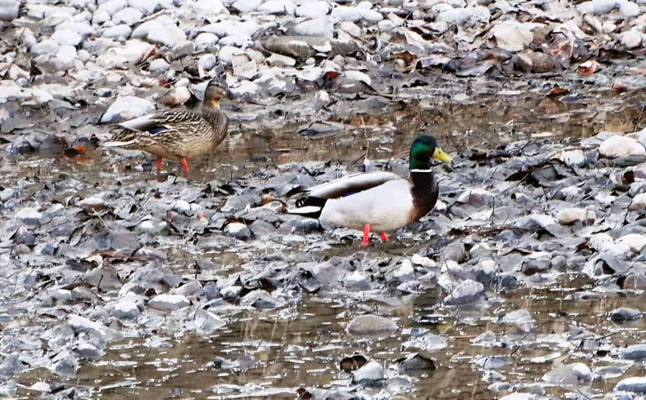 觀鳥冷水河路尼古拉穀BC -觀鳥冷水河路公園在公元前尼古拉穀可以教育兒童的學習經驗。我的孫子現在可以區分一隻烏鴉和一個野鴨。