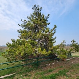 柏樹山生存樹